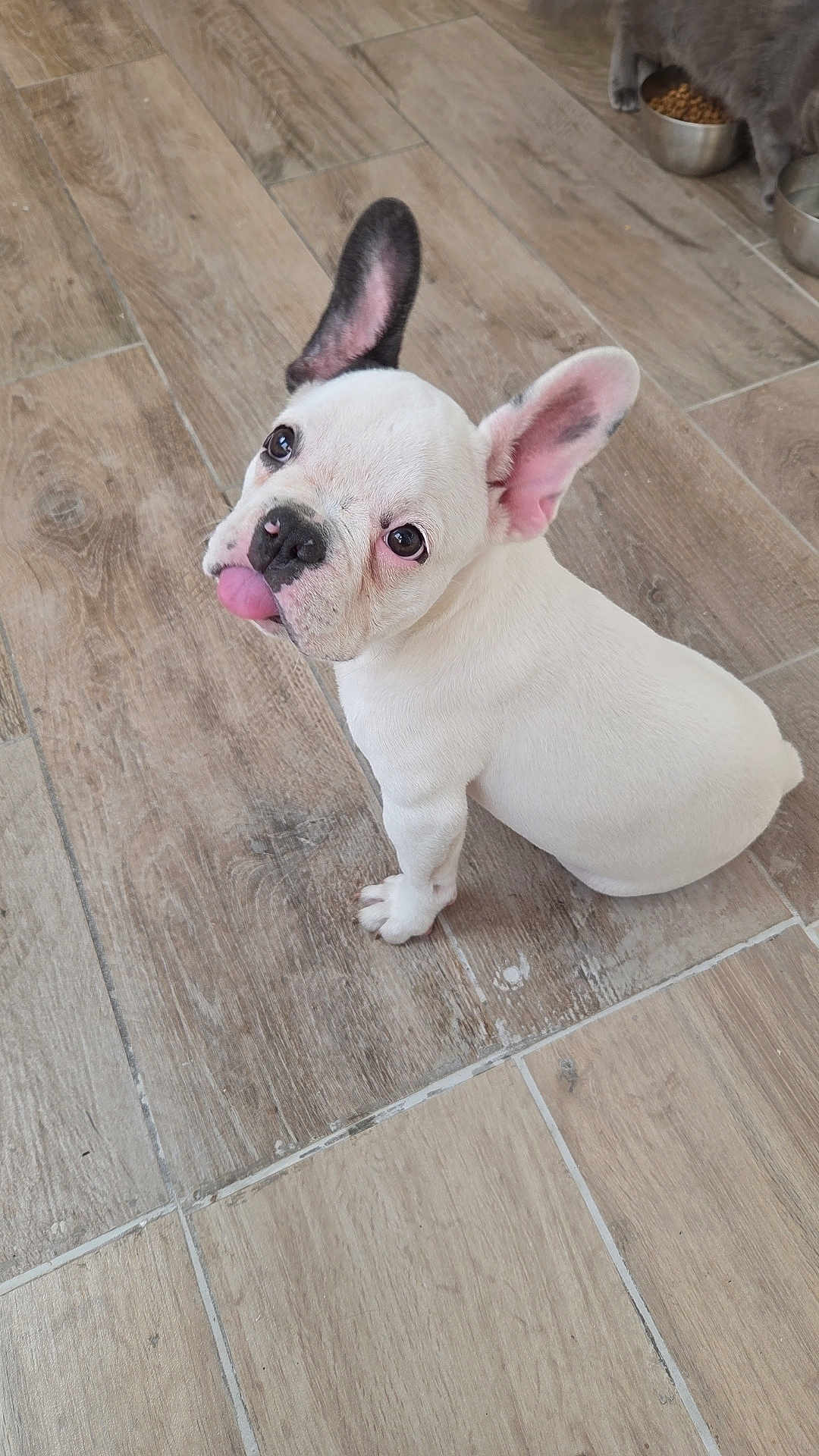 Alma participe au concours pour gagner de l'argent avec cette photo : french_bulldog, puppy, dog, pet, tongue_out, ear, white_fur, black_ear, pink_ear, floor, wooden_floor, tile_floor, cat, gray_cat, cat_food, bowl, indoor, animal, cute, playful