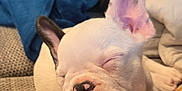 Alma a rejoint le concours — aidez-le/la à gagner de superbes lots ! puppy, dog, sleeping, white, black_spot, nose, blanket, patterned, colorful, cozy, indoors, closeup, cute, pet, resting, ears, fur, soft, young, face