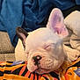 puppy, dog, sleeping, white, black_spot, nose, blanket, patterned, colorful, cozy, indoors, closeup, cute, pet, resting, ears, fur, soft, young, face