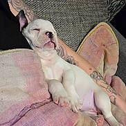 Alma participe au concours pour gagner de l'argent avec cette photo : puppy, dog, sleeping, blanket, tattoo, person, couch, cozy, relaxing, indoor, cute, white_dog, paw, rest, nap, comfort, home, pink, gray, fabric