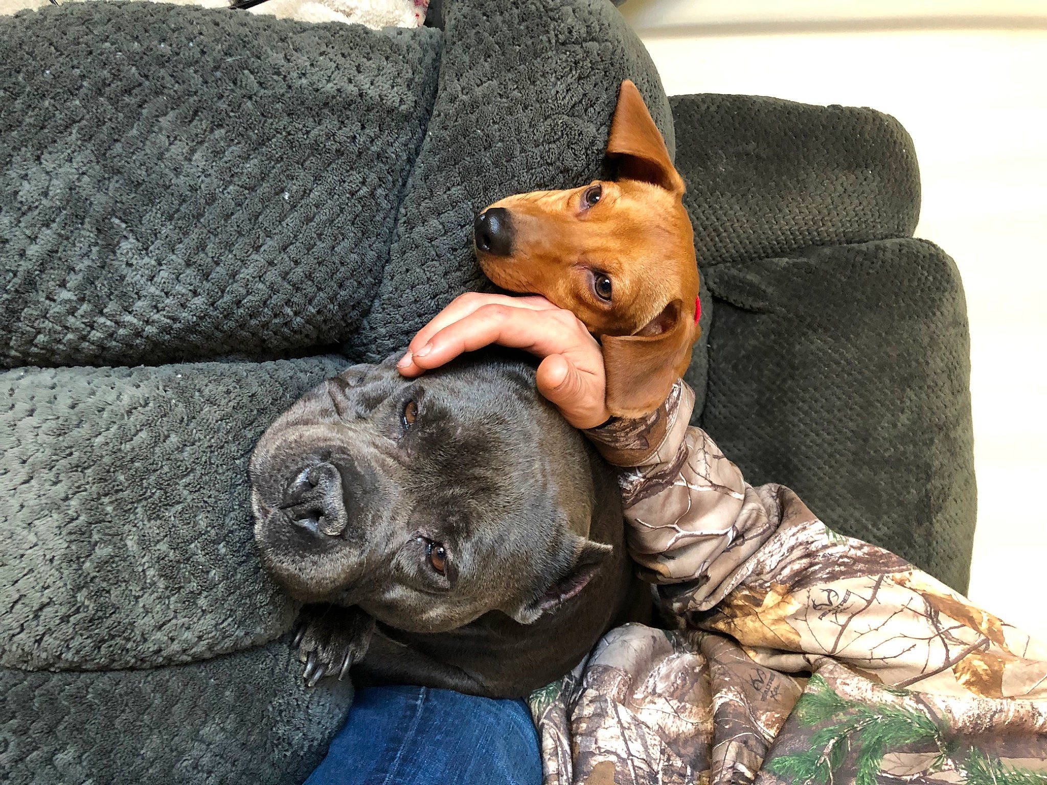 Todd is registered to the contest to win money with this photo: canidae, carnivore, comfort, companion_dog, couch, dog, dog_breed, dog_supply, fawn, fur, guard_dog, non_sporting_group, puppy, sitting, snout, sporting_group, toy_dog, whiskers, working_animal, working_dog