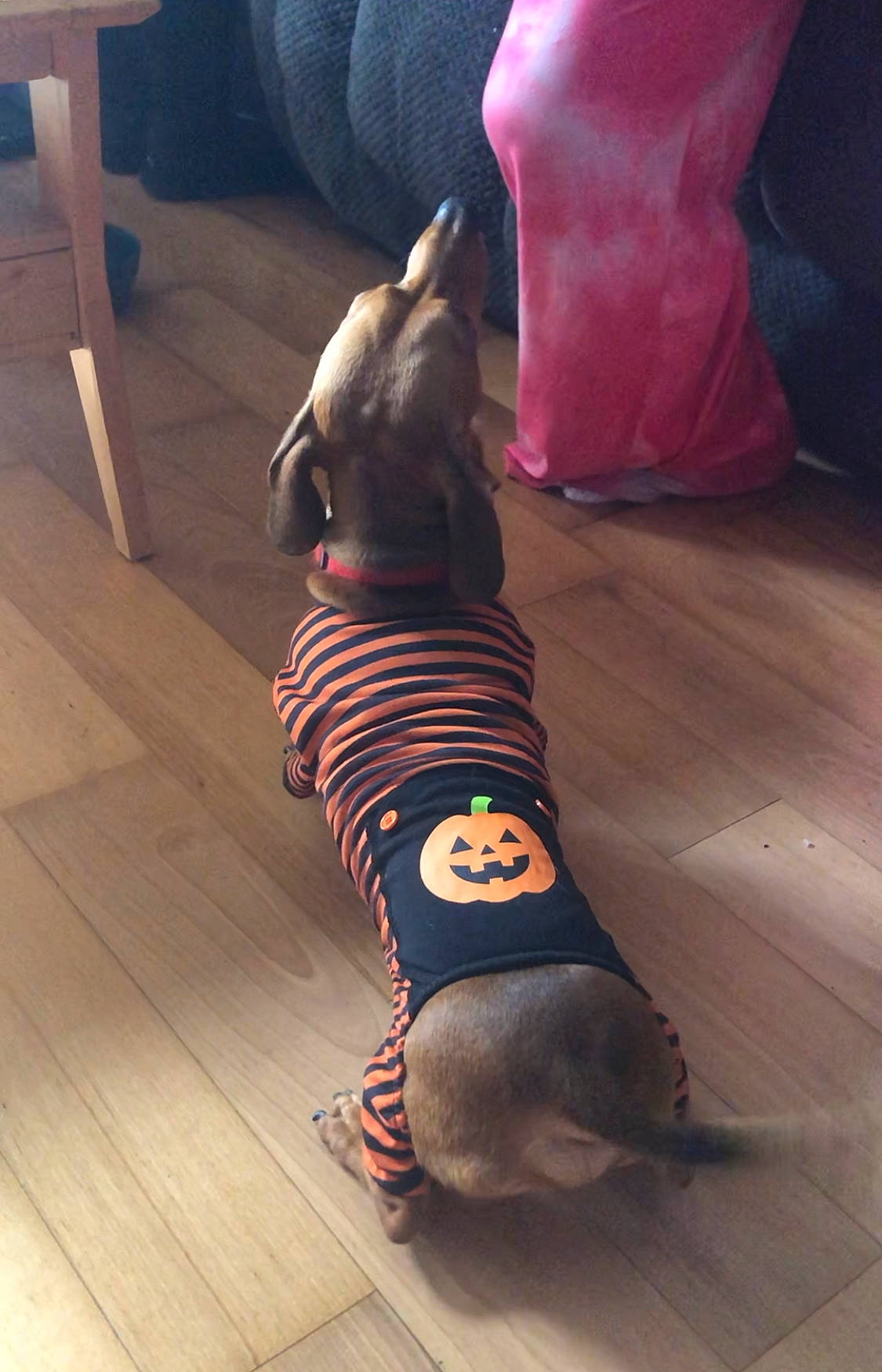 Todd is registered to the contest to win money with this photo: carnivore, comfort, companion_dog, dog, dog_breed, dog_clothes, dog_supply, fawn, felidae, floor, flooring, hardwood, knee, laminate_flooring, pet_supply, shoe, snout, tail, toy_dog, wood