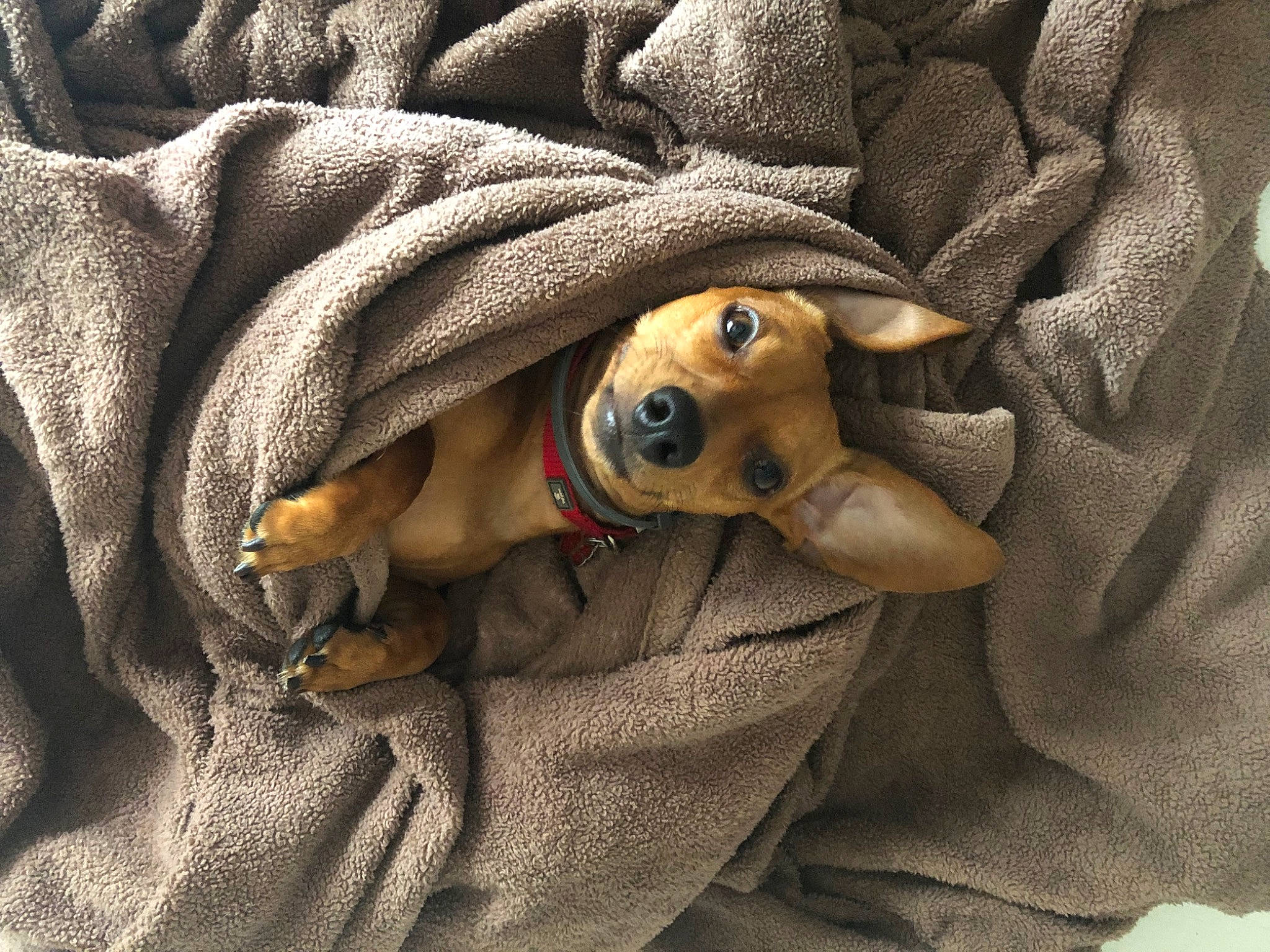 Todd joined the competition — help win amazing prizes! bedding, blanket, brown, canidae, carmine, carnivore, comfort, companion_dog, dog, dog_breed, fawn, fur, grey, linens, pattern, sporting_group, toy, vertebrate, wood, working_animal