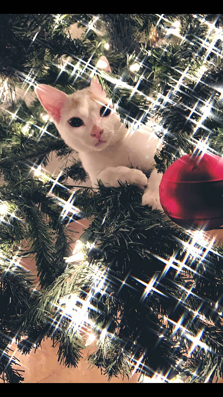 Demon joined the competition — help win amazing prizes! beauty, branch, christmas, christmas_decoration, christmas_eve, christmas_ornament, christmas_tree, design, event, fawn, felidae, flash_photography, fun, happy, holiday, holiday_ornament, ornament, pattern, tree, whiskers