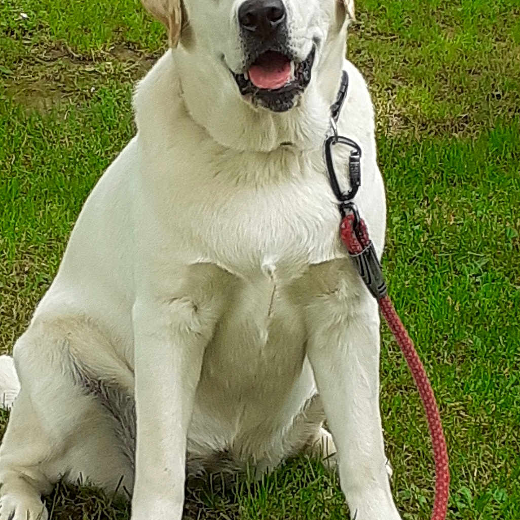 Unike participe au concours pour gagner de l'argent avec cette photo : accessories, animal, boxer, bulldog, canine, dog, goldenretriever, grass, hound, labradorretriever, lawn, leash, pet, plant, policedog, puppy, strap, whitedog