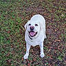 Petite Plume a rejoint le concours — aidez-le/la à gagner de superbes lots ! dog, white_dog, labrador, pet, animal, outdoor, grass, lawn, fallen_leaves, autumn, standing, happy, smiling, open_mouth, tongue, collar, portrait, front_view, nature, backyard