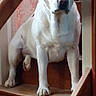Petite Plume a rejoint le concours — aidez-le/la à gagner de superbes lots ! dog, white_dog, staircase, indoors, portrait, sitting, pet, canine, front_view, floppy_ears, dark_eyes, black_nose, wooden_steps, banister, railing, home, wallpaper, paws, alert, animal