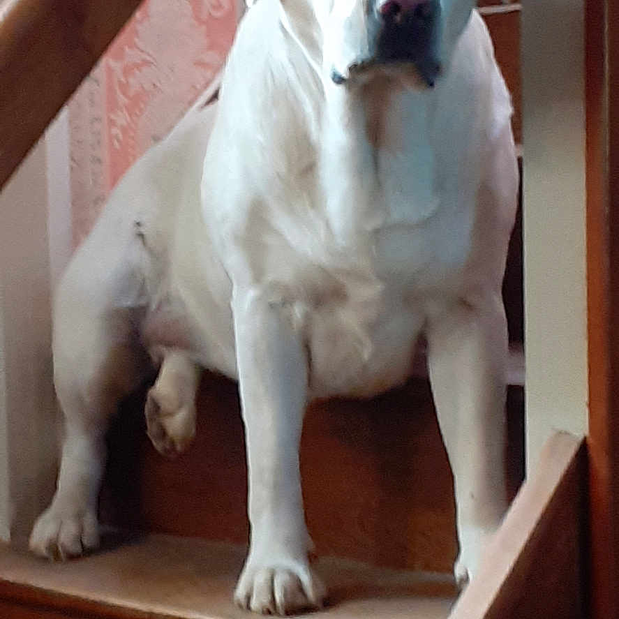 Petite Plume a rejoint le concours — aidez-le/la à gagner de superbes lots ! dog, white_dog, staircase, indoors, portrait, sitting, pet, canine, front_view, floppy_ears, dark_eyes, black_nose, wooden_steps, banister, railing, home, wallpaper, paws, alert, animal