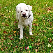 Petite Plume participe au concours pour gagner de l'argent avec cette photo : dog, white_dog, pet, canine, standing, outdoor, grass, lawn, autumn, leaves, fence, collar, toy, animal, portrait, front_view, alert, white_fur, garden, daylight