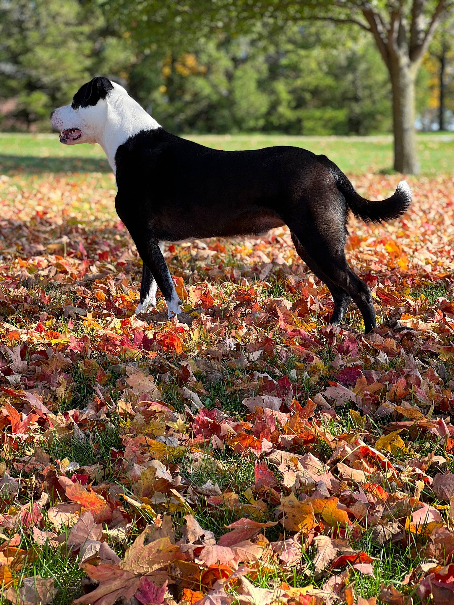 Jackson joined the competition — help win amazing prizes! autumn, canidae, carnivore, companion_dog, deciduous, dog, dog_breed, fawn, grass, groundcover, natural_landscape, people_in_nature, plant, sporting_group, tail, terrestrial_animal, tree, woodland, working_animal, working_dog