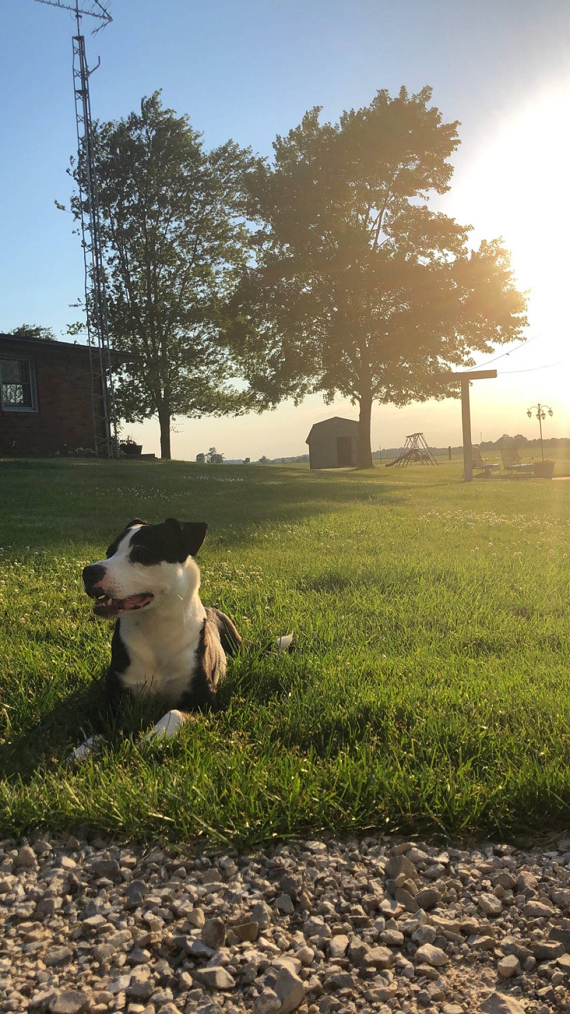 Jackson joined the competition — help win amazing prizes! backlighting, carnivore, cloud, companion_dog, dog, dog_breed, fawn, grass, grassland, landscape, lawn, meadow, morning, plant, sky, sunlight, tail, tints_and_shades, tree, working_animal