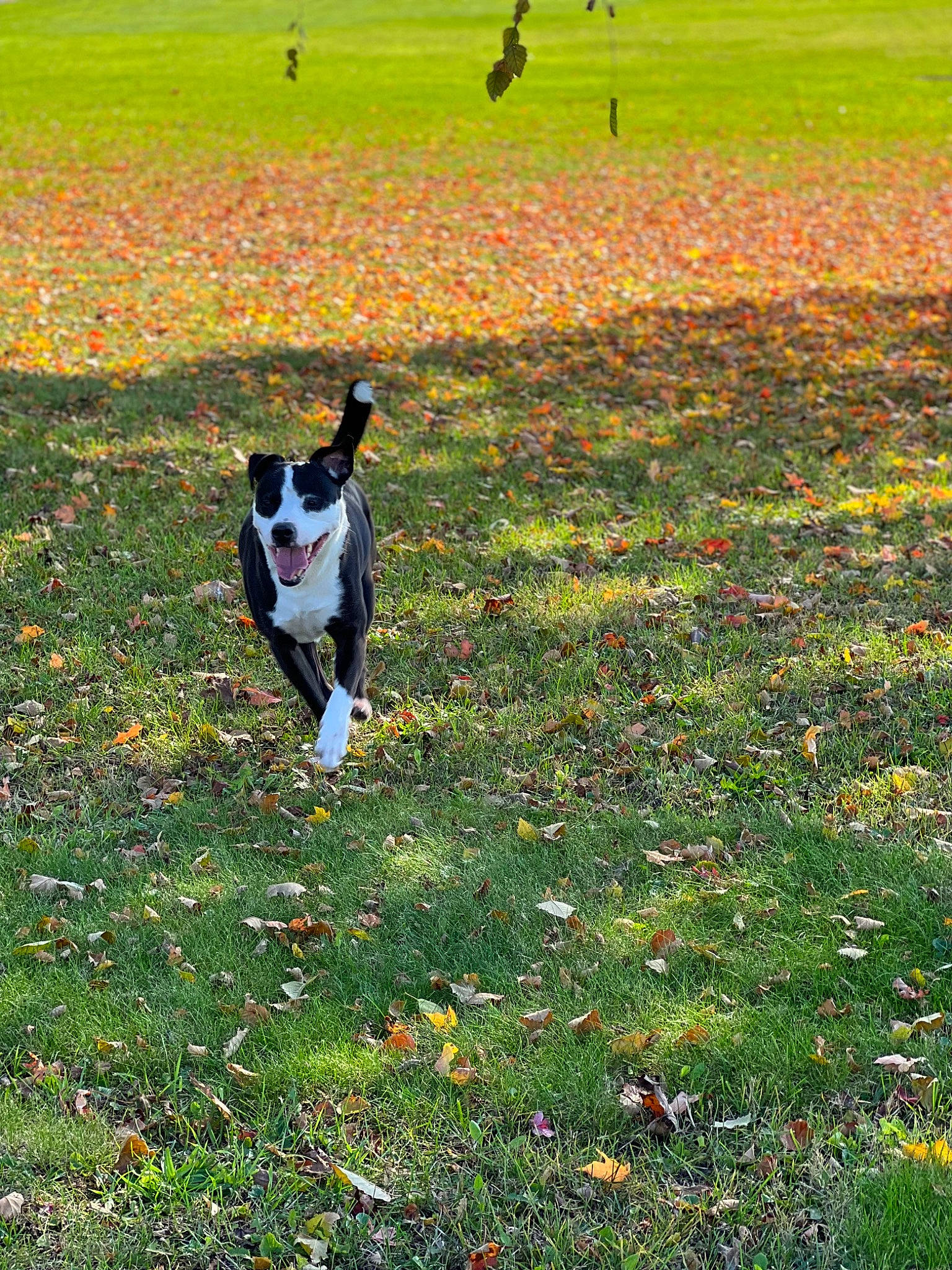 Jackson is registered to the contest to win money with this photo: canidae, carnivore, companion_dog, coquelicot, dog, dog_breed, field, grass, grassland, groundcover, herbaceous_plant, landscape, natural_landscape, pasture, people_in_nature, plant, prairie, sporting_group, tail, tree