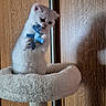 kitten, cat, cat_tree, toy, ribbon, white_cat, pet, indoor, feline, cute, playful, fur, animal, young_cat, scratching_post, soft, domestic_cat, wood_background, pet_toy, fluffy