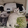 cat, white_cat, bed, pillow, panda_pillow, stuffed_animal, leaf_pattern, bedding, pet, animal, indoor, relaxed, curious_eyes, feline, soft_texture, home, cozy, resting, cute, domestic_cat