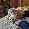 kitten, white_cat, stuffed_animal, bed, blanket, hand, toy, shelf, plush_toy, cozy, indoor, furniture, animal, pet, cute, playful, resting, soft, domestic, comfort