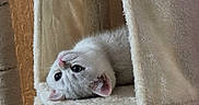 Louna participe au concours pour gagner de l'argent avec cette photo : cat, kitten, cat_tree, upside_down, furry, pet, indoor, cozy, beige, wood, curious, cute, animal, paw, resting, soft, playful, looking, young, feline