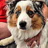 Alba a rejoint le concours — aidez-le/la à gagner de superbes lots ! dog, pet, animal, fur, tricolor, face, ears, nose, eyes, person, hand, ring, red_shirt, couch, indoor, closeup, portrait, comfort, affection, fluffy