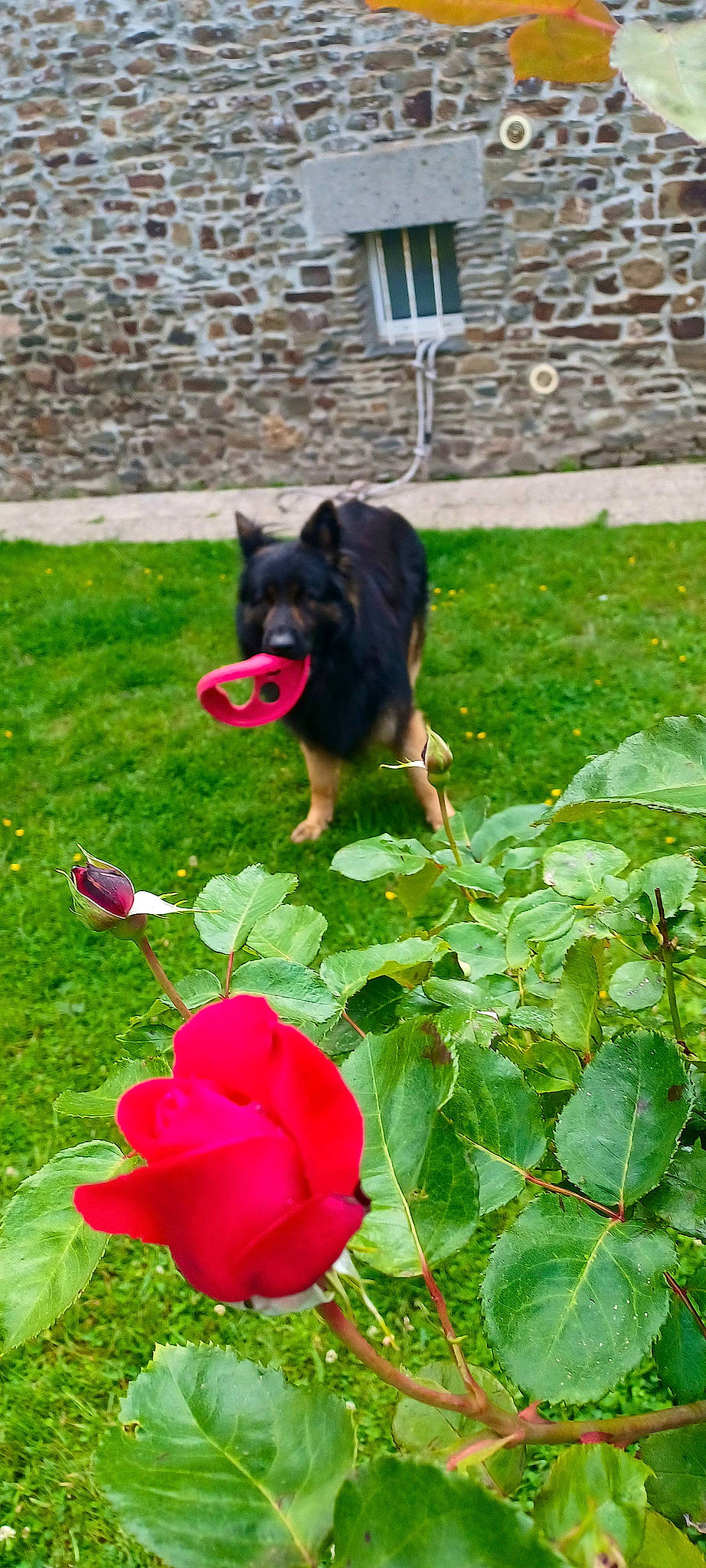 Roxy a rejoint le concours — aidez-le/la à gagner de superbes lots ! annual_plant, canidae, carnivore, companion_dog, dog, dog_breed, flower, garden, grass, green, groundcover, lawn, petal, plant, rose, rose_family, shrub, sporting_group, tail, window