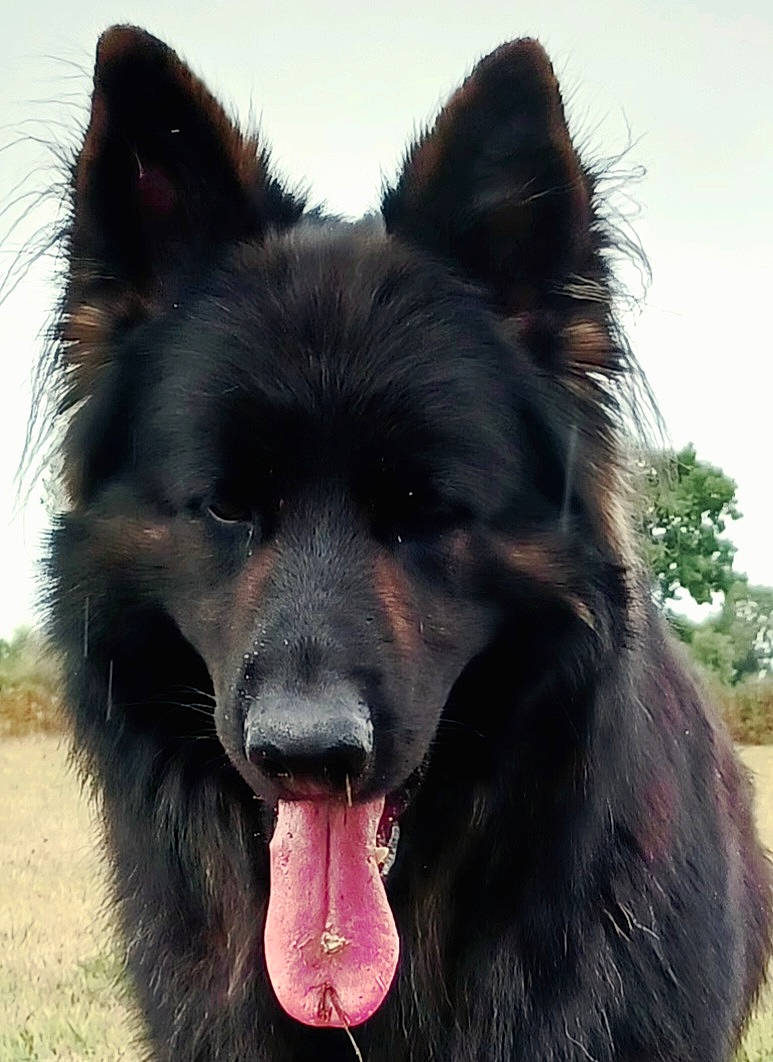 Roxy a rejoint le concours — aidez-le/la à gagner de superbes lots ! canidae, carnivore, companion_dog, dog, dog_breed, eye, fang, fur, grass, herding_dog, non_sporting_group, plant, sky, snout, spitz, sporting_group, terrestrial_animal, whiskers, working_animal, working_dog