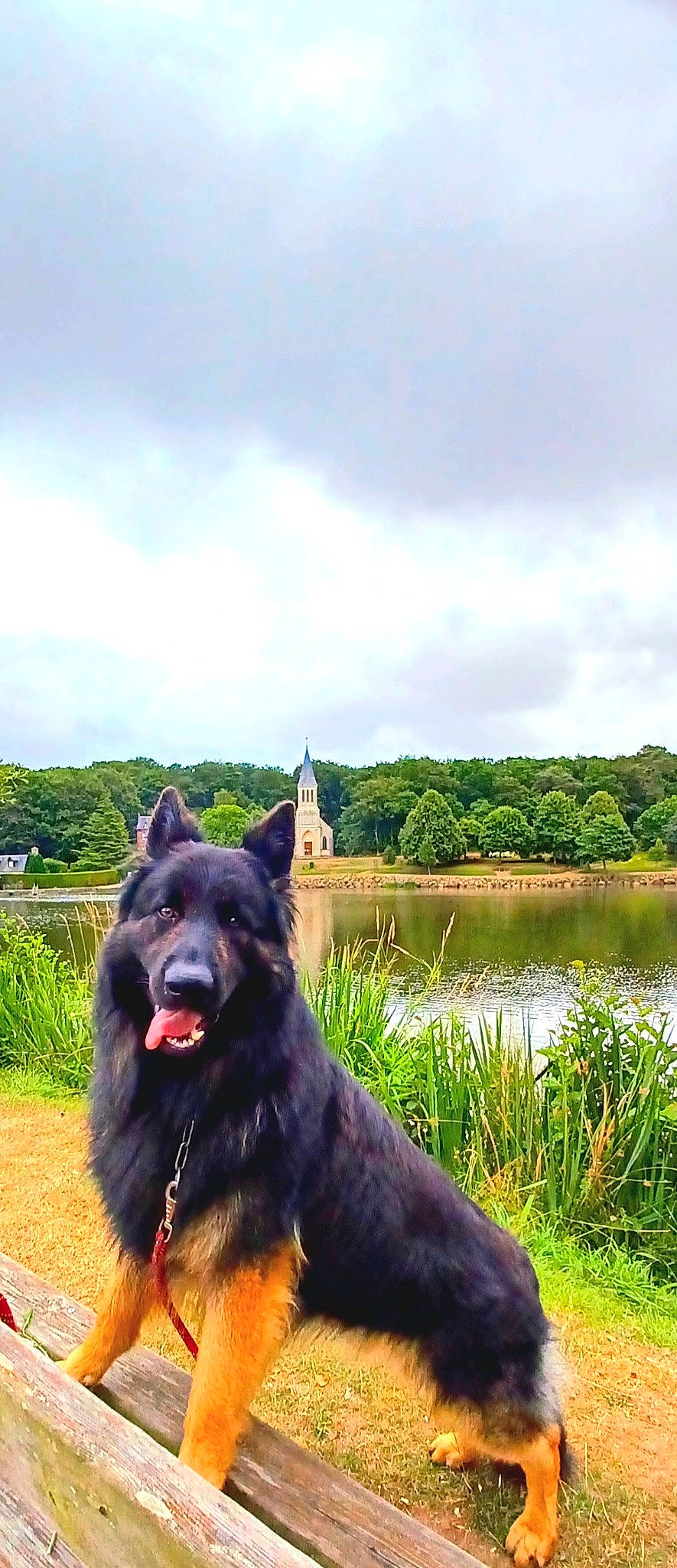 Roxy participe au concours pour gagner de l'argent avec cette photo : carnivore, cloud, companion_dog, dog, dog_breed, east_european_shepherd, giant_dog_breed, grass, herding_dog, king_shepherd, lacustrine_plain, lake, natural_landscape, plant, sky, sporting_group, tree, water, working_animal, working_dog