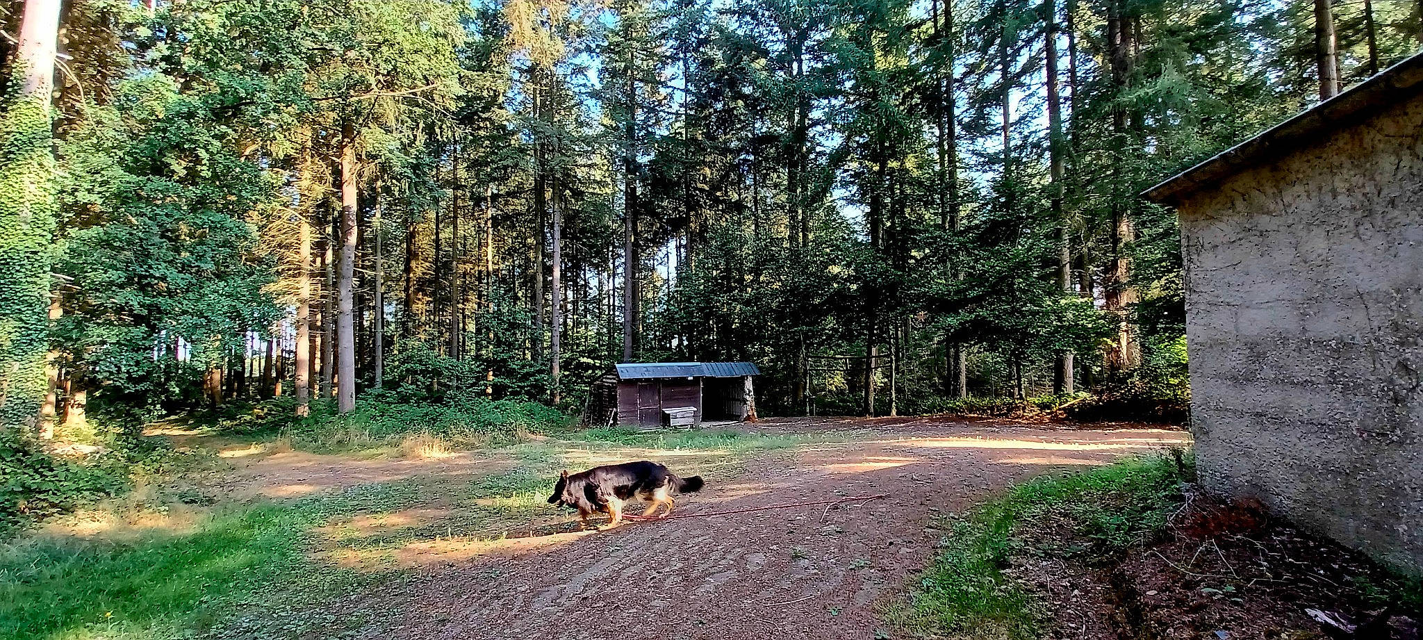Roxy participe au concours pour gagner de l'argent avec cette photo : carnivore, dog, dog_breed, forest, grass, grove, landscape, leisure, natural_landscape, plant, road, shade, soil, temperate_broadleaf_and_mixed_forest, tints_and_shades, tree, trunk, wildlife, wood, woodland