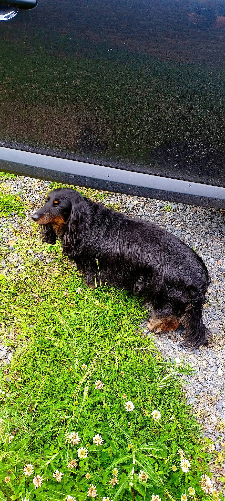 Atyss a rejoint le concours — aidez-le/la à gagner de superbes lots ! canidae, carnivore, companion_dog, dog, dog_breed, fur, grass, gun_dog, hunting_dog, liver, plant, sporting_group, tail, terrestrial_animal, working_animal, working_dog