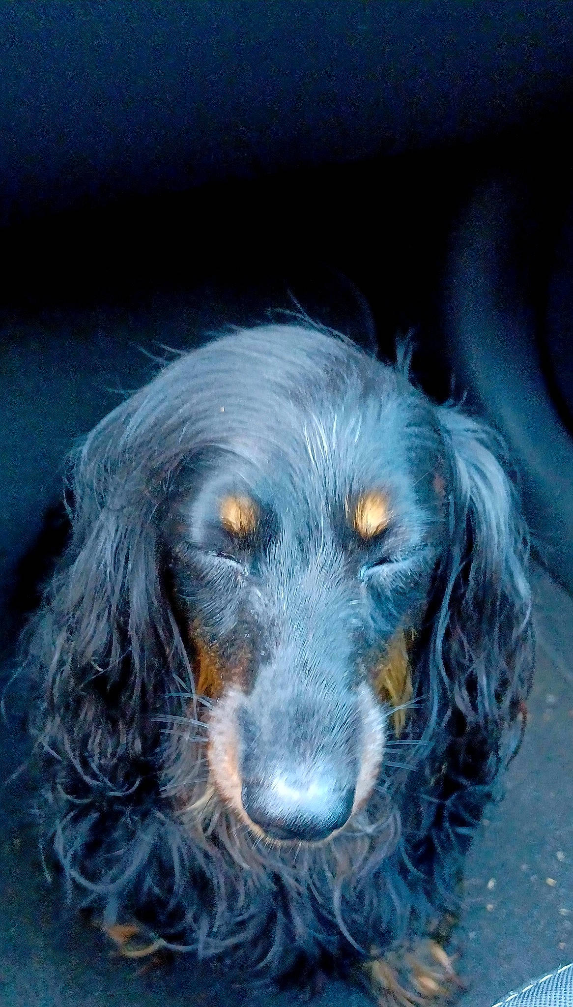 Atyss a rejoint le concours — aidez-le/la à gagner de superbes lots ! canidae, carnivore, companion_dog, dog, dog_breed, electric_blue, fur, gun_dog, liver, snout, spaniel, sporting_group, whiskers