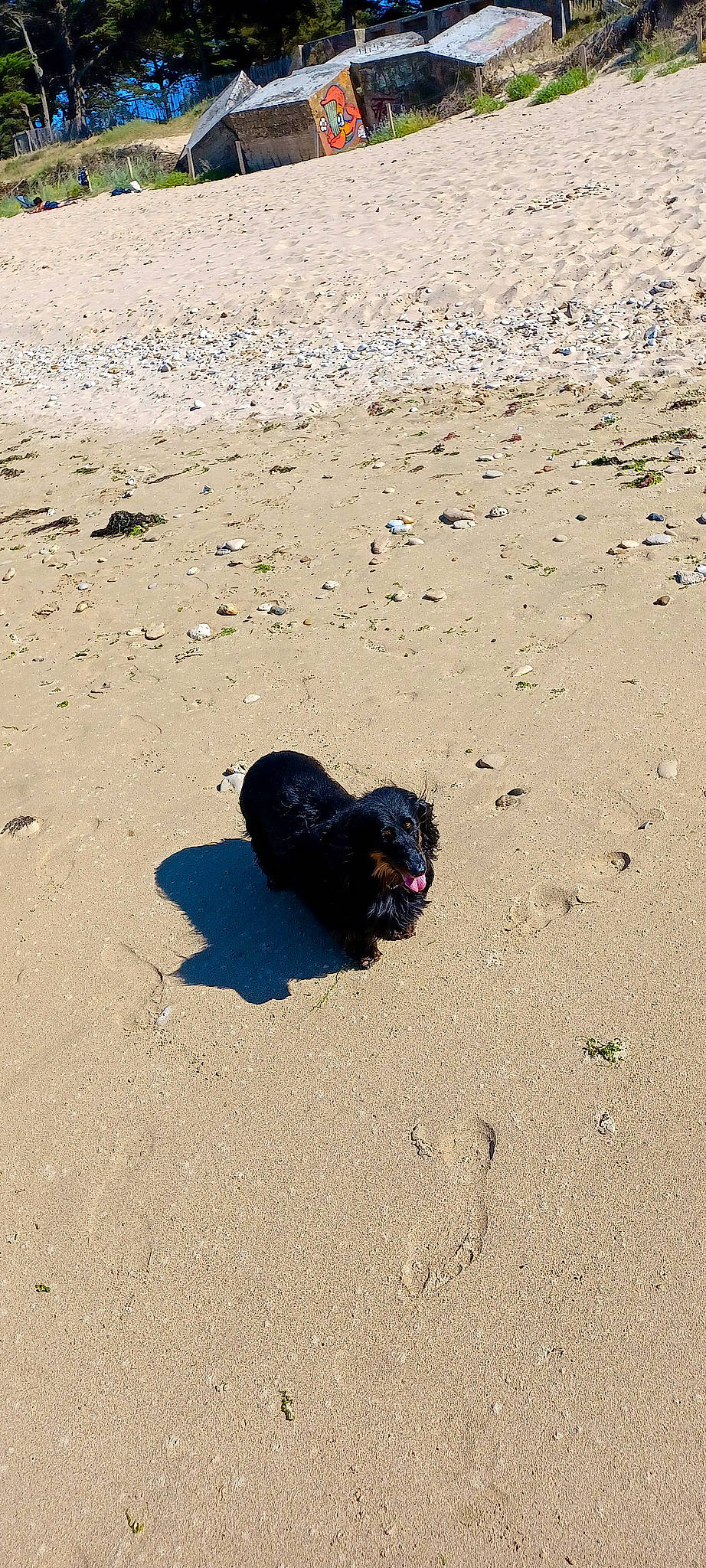 Atyss a rejoint le concours — aidez-le/la à gagner de superbes lots ! aeolian_landform, asphalt, beach, canidae, carnivore, dog, dog_breed, ecoregion, foot, landscape, natural_environment, ocean, road_surface, sand, shadow, soil, sporting_group, tail, tar, working_animal