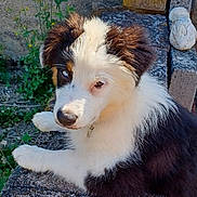 Anna participe au concours pour gagner de l'argent avec cette photo : puppy, dog, heterochromia, blue_eye, brown_eye, fluffy, fur, stone, ledge, outdoor, nature, greenery, curious, portrait, young_dog, pet, animal, resting, sunlight, closeup