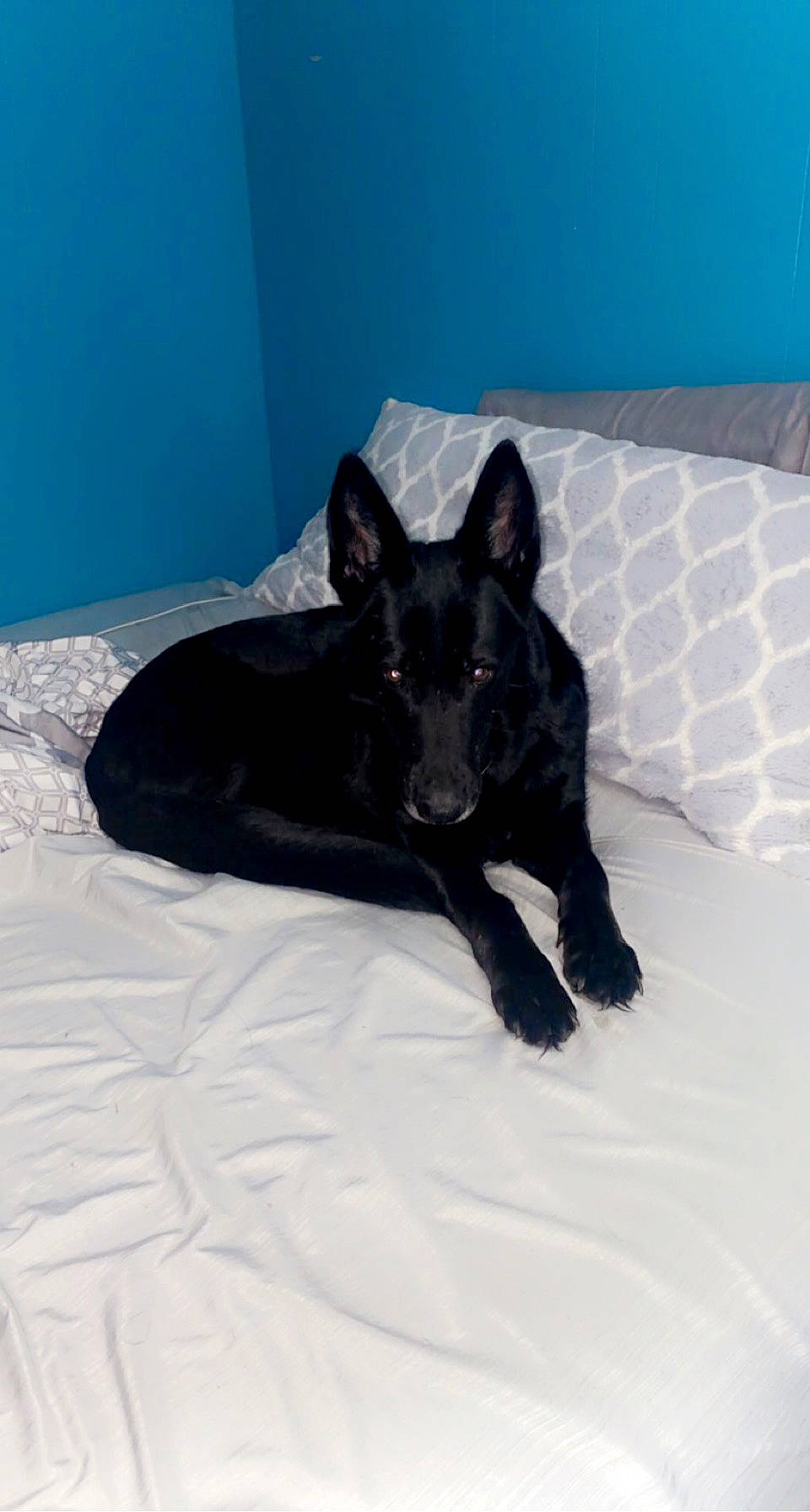 Anika is registered to the contest to win money with this photo: bed, black_cat, black_norwegian_elkhound, blue, canidae, carnivore, comfort, companion_dog, dog, dog_breed, dog_supply, fur, guard_dog, linens, non_sporting_group, sporting_group, tail, working_animal, working_dog