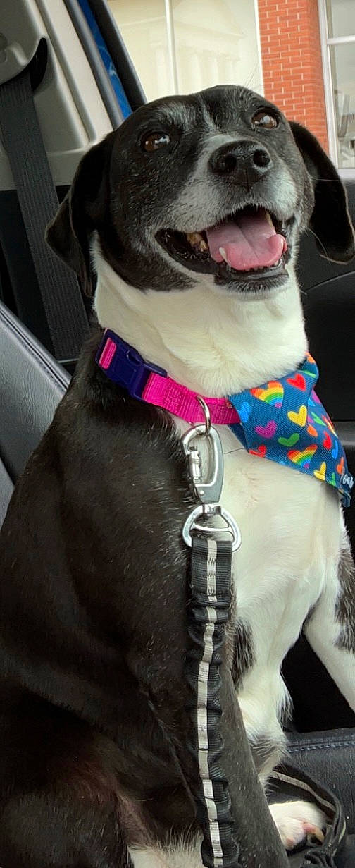 Hope joined the competition — help win amazing prizes! bow_tie, canidae, carnivore, collar, companion_dog, dog, dog_breed, dog_collar, dog_supply, fashion_accessory, fawn, fur, giant_dog_breed, gun_dog, leash, liver, pet_supply, sporting_group, whiskers, working_animal
