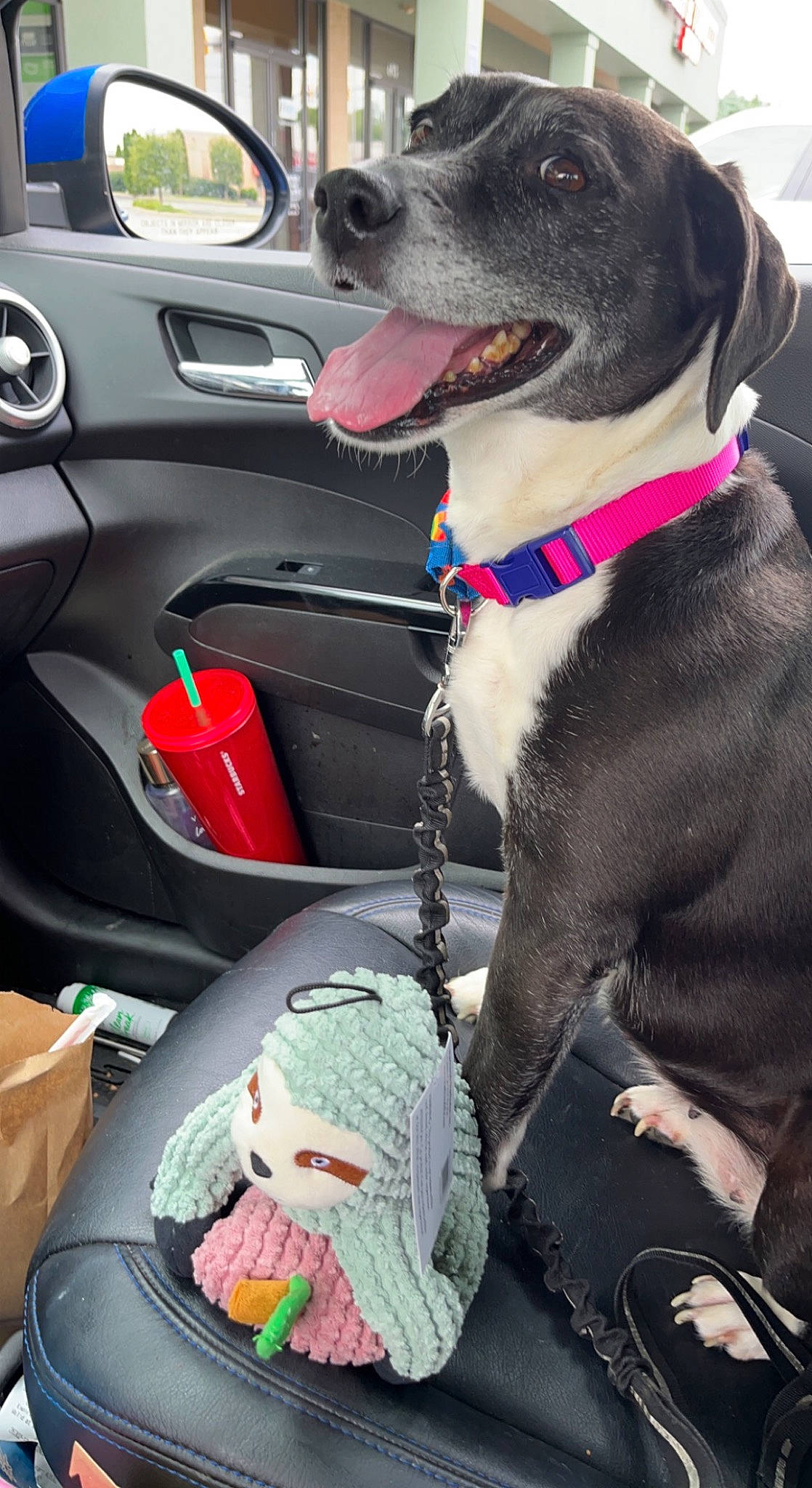 Hope joined the competition — help win amazing prizes! auto_part, automotive_exterior, car, car_seat, car_seat_cover, carnivore, collar, companion_dog, dog, dog_breed, dog_collar, family_car, fawn, leash, motor_vehicle, snout, steering_wheel, toy, vehicle, vehicle_door