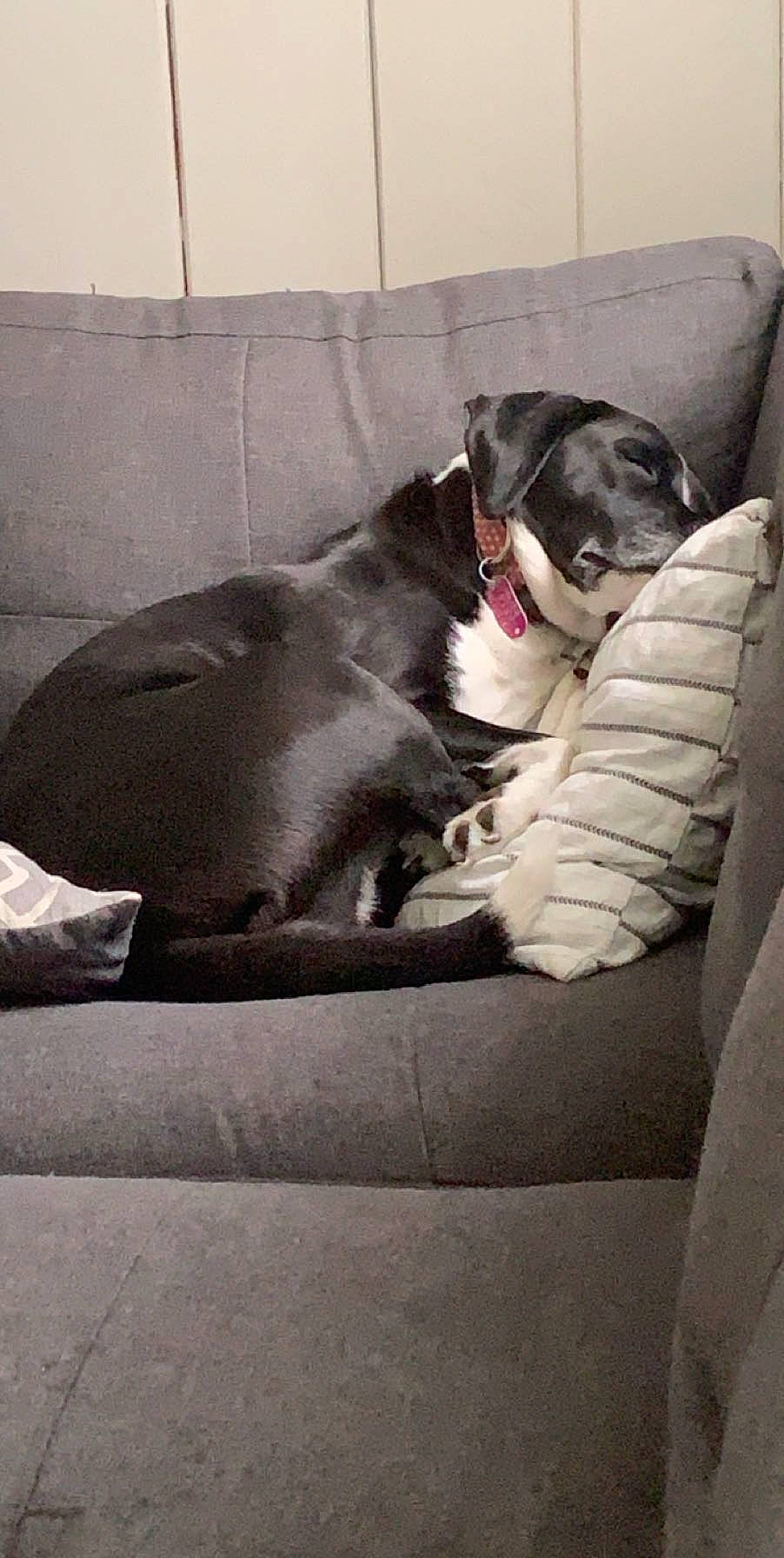 Hope joined the competition — help win amazing prizes! canidae, carnivore, collar, comfort, companion_dog, couch, dog, dog_breed, dog_supply, fawn, grey, paw, pet_supply, snout, sporting_group, tail, tints_and_shades, whiskers, window, working_animal