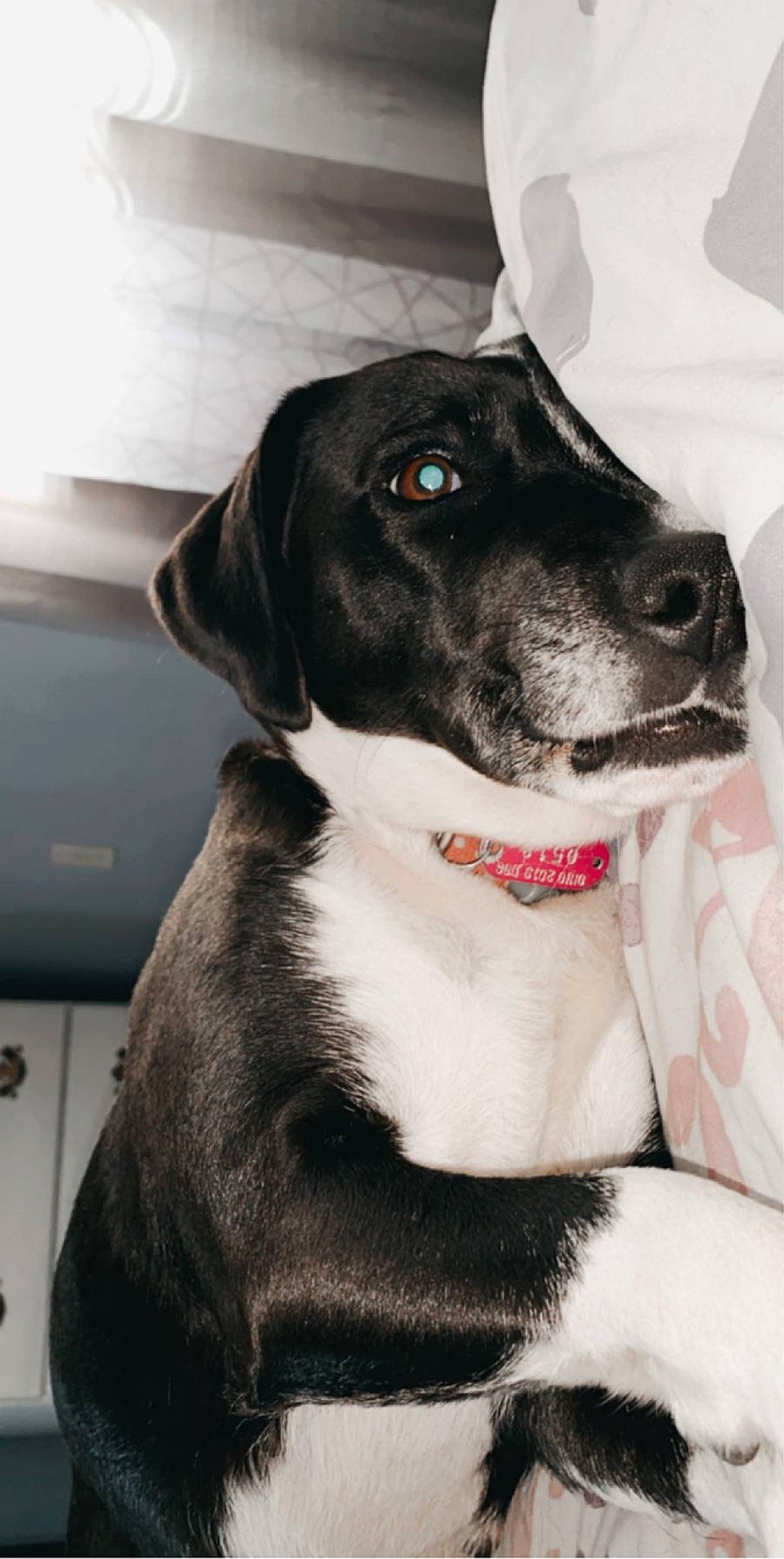 Hope joined the competition — help win amazing prizes! borador, canidae, carnivore, collar, companion_dog, dog, dog_breed, dog_collar, eye, fur, monochrome_photography, non_sporting_group, snout, sporting_group, whiskers, working_animal