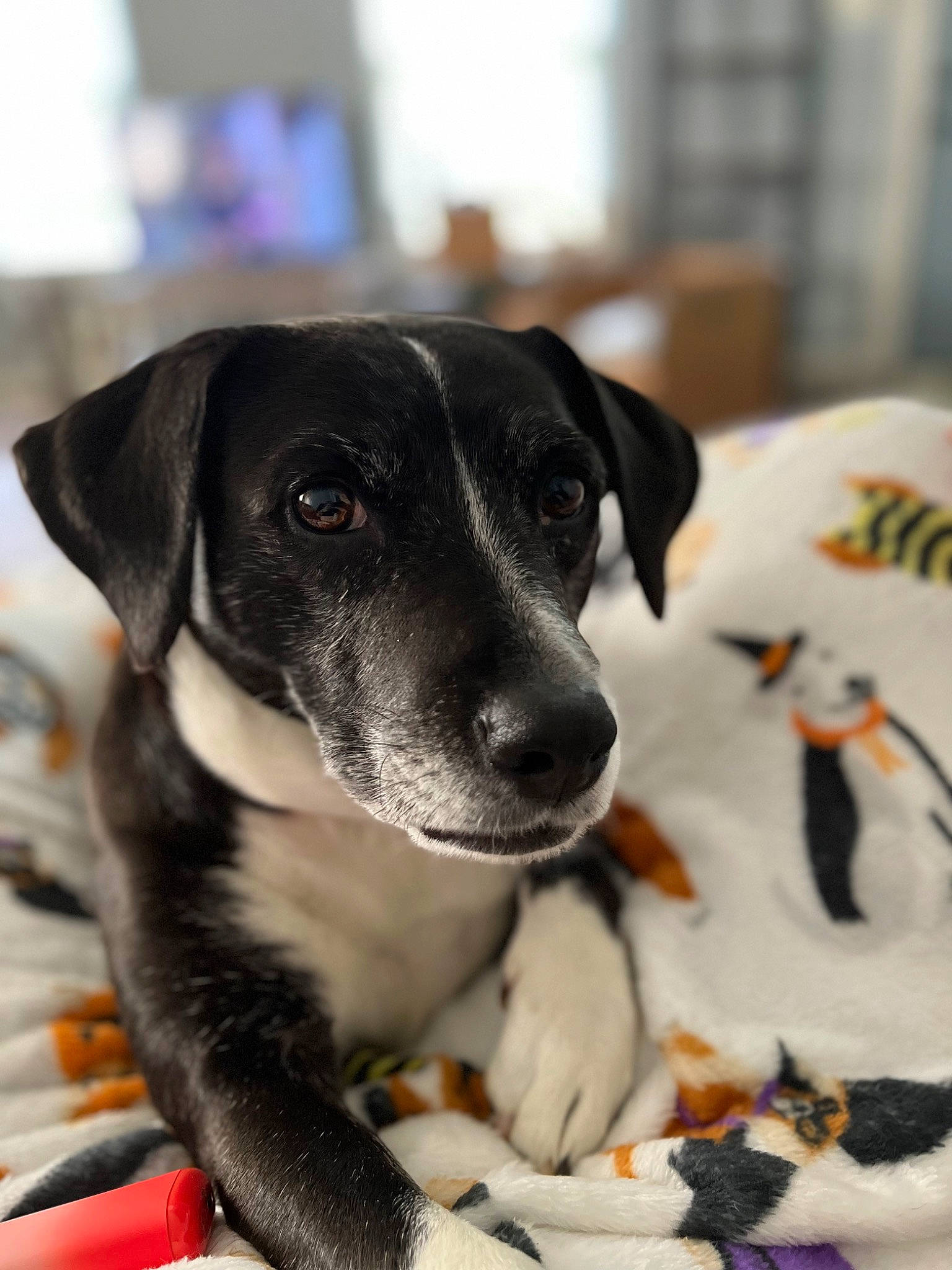 Hope is registered to the contest to win money with this photo: canidae, carnivore, collar, comfort, companion_dog, dog, dog_breed, dog_collar, eye, fur, guard_dog, paw, pet_supply, snow, sporting_group, whiskers, winter, working_animal