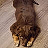 puppy, dog, brown_fur, fluffy, laying_down, wooden_floor, cute, pet, animal, domestic, young, looking_up, paws, relaxed, indoor, fur, adorable, canine, mammal, companion