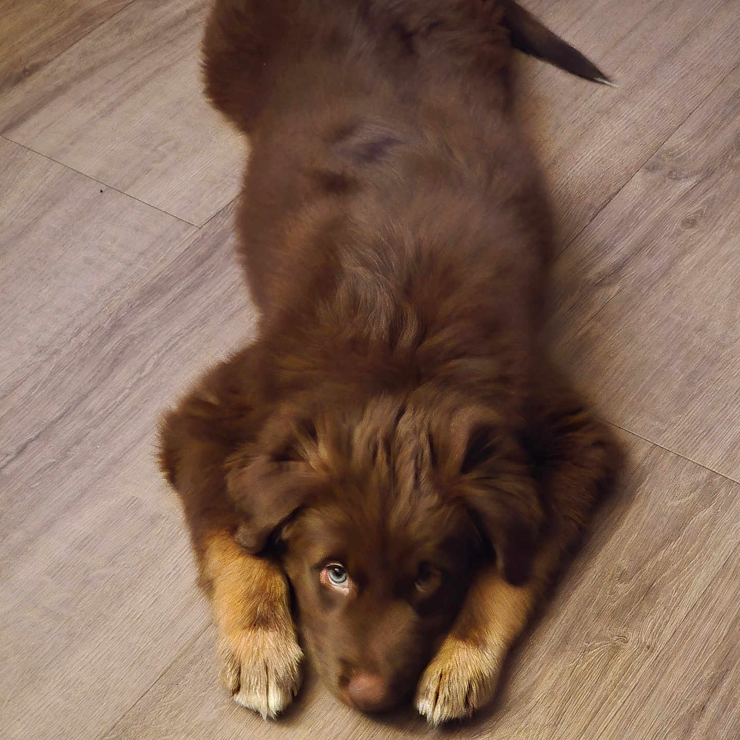Charlie joined the competition — help win amazing prizes! puppy, dog, brown_fur, fluffy, laying_down, wooden_floor, cute, pet, animal, domestic, young, looking_up, paws, relaxed, indoor, fur, adorable, canine, mammal, companion