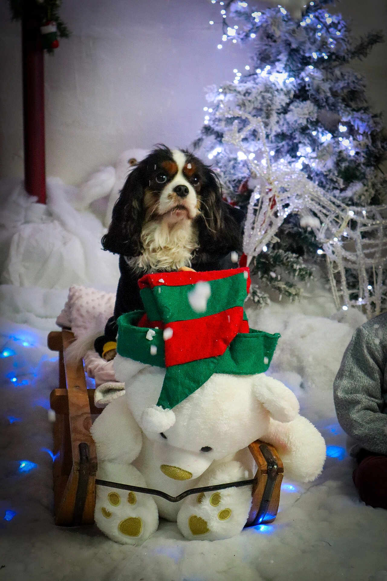 Perla a rejoint le concours — aidez-le/la à gagner de superbes lots ! dog, sled, teddy_bear, christmas_tree, holiday_lights, snow, festive, decorations, winter, indoor, plush_toy, red_and_green, wooden, cozy, cute, pet, soft_toy, celebration, background, warm_clothing