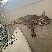 Bubulle participe au concours pour gagner de l'argent avec cette photo : cat, tabby, sleeping, couch, pillow, indoor, relaxed, pet, animal, fur, whiskers, window, home, cozy, resting, feline, striped, soft_light, quiet, domestic