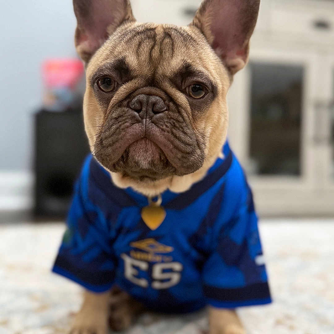 Dino is registered to the contest to win money with this photo: animal, blue_jersey, canine, carpet, cute, dog, domestic, ears, expression, french_bulldog, fur, furniture, home, indoor, living_room, mammal, paw, pet, portrait, sitting