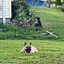 dog, french_bulldog, grass, lawn, outdoor, pet, animal, tongue_out, ears_up, sunny_day, backyard, house, garden, greenery, relaxed, canine, nature, summer, cute, companion