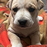 Ducky is registered to the contest to win money with this photo: puppy, dog, close_up, blanket, resting, fur, cute, animal, pet, young, face, portrait, indoor, cozy, warm_colors, soft_texture, sleepy, adorable, mammal, companion