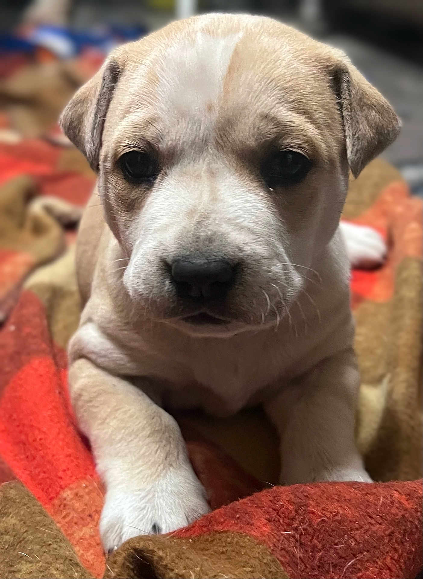 Ducky is registered to the contest to win money with this photo: puppy, dog, close_up, blanket, resting, fur, cute, animal, pet, young, face, portrait, indoor, cozy, warm_colors, soft_texture, sleepy, adorable, mammal, companion
