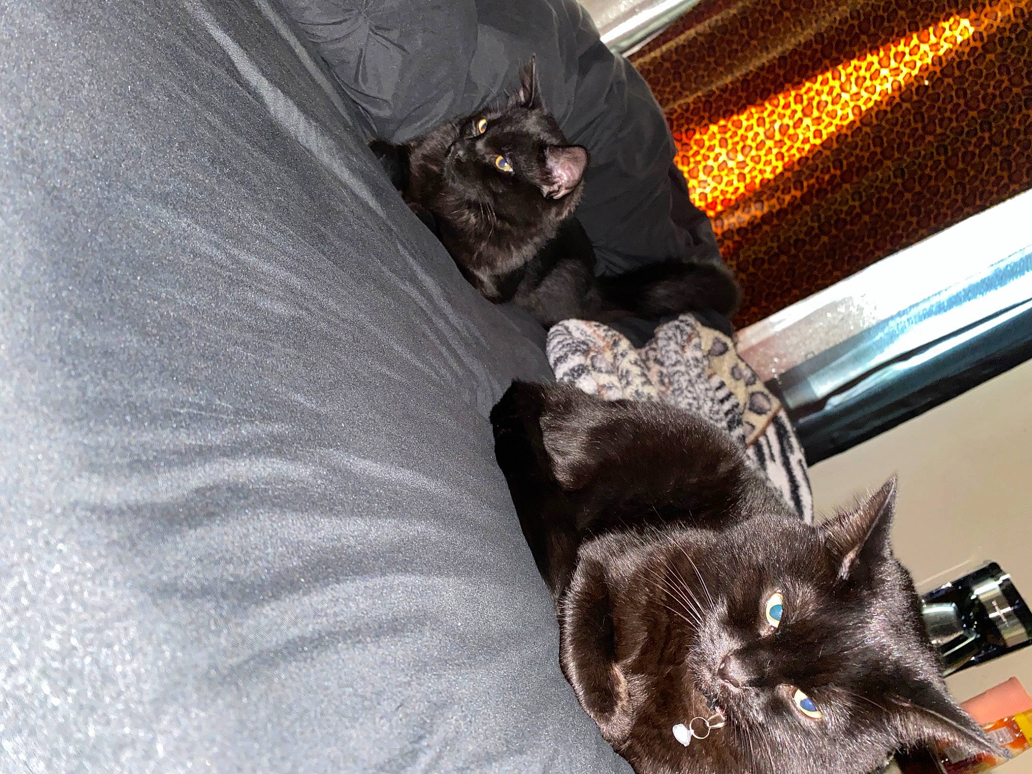 Silas joined the competition — help win amazing prizes! black_cat, carnivore, cat, claw, domestic_short_haired_cat, ear, felidae, fur, kitten, nebelung, russian_blue, small_to_medium_sized_cats, snout, tail, whiskers