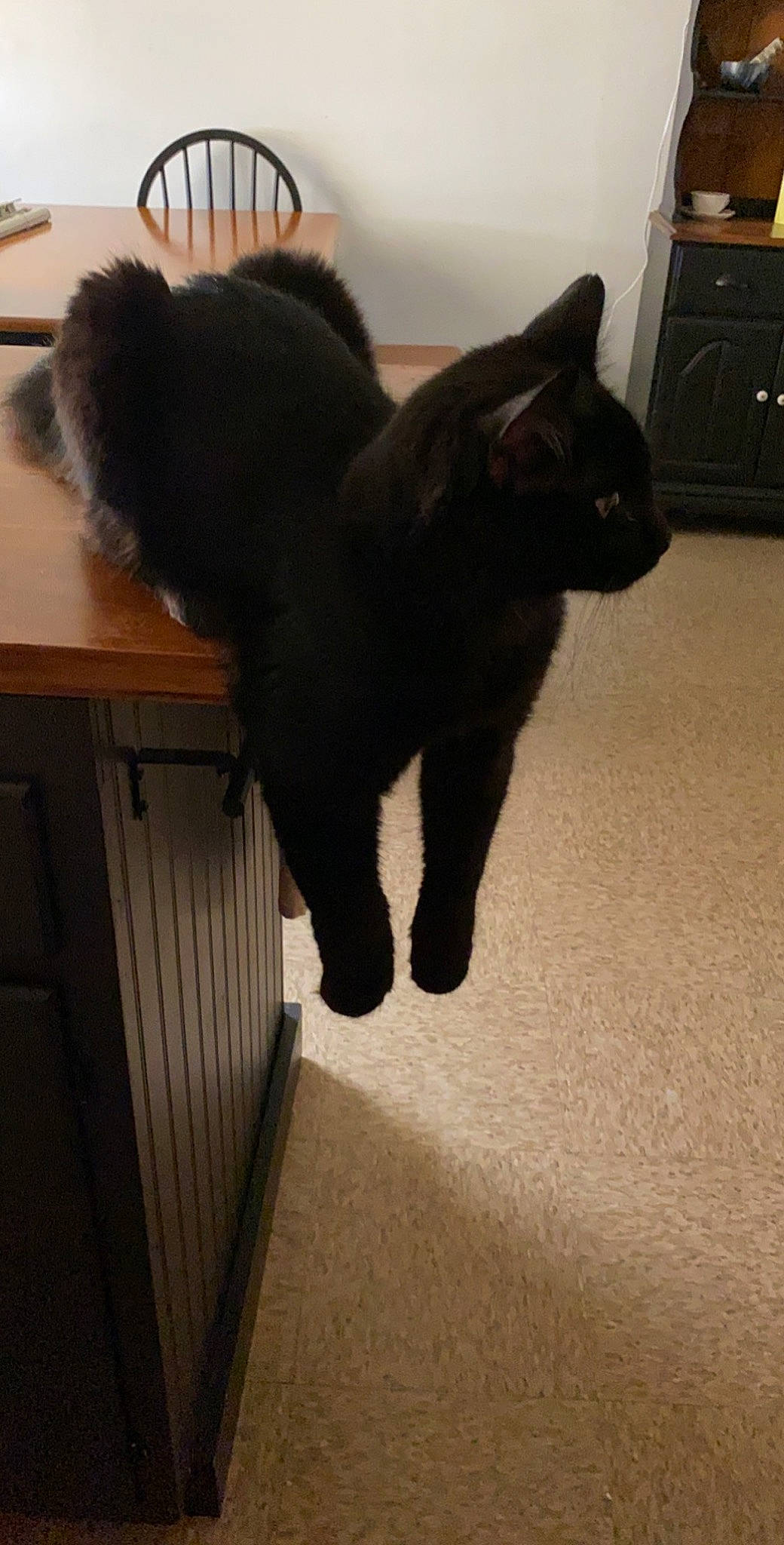 Silas is registered to the contest to win money with this photo: black, black_cat, bombay, canidae, carnivore, cat, domestic_short_haired_cat, felidae, floor, fur, schipperke, small_to_medium_sized_cats, tail, whiskers