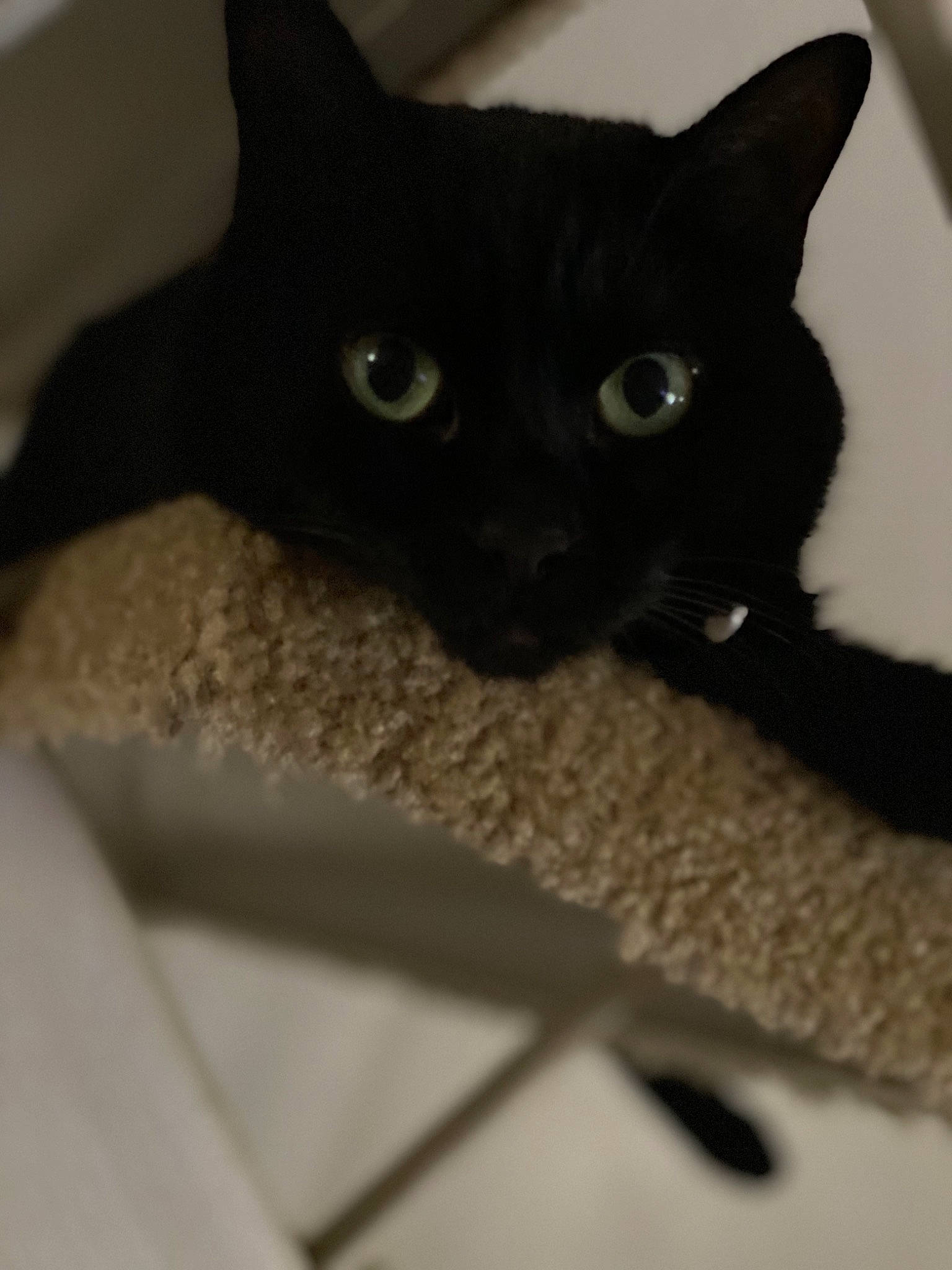 Bella is registered to the contest to win money with this photo: asian, black, black_cat, bombay, burmese, carnivore, cat, domestic_short_haired_cat, eye, felidae, havana_brown, mammal, polydactyl_cat, small_to_medium_sized_cats, snout, tail, whiskers