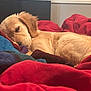 Charli joined the competition — help win amazing prizes! dog, puppy, sleeping, blanket, red_blanket, comforter, bedroom, indoor, fur, pet, resting, cozy, warm, cute, animal, canine, soft, young_dog, nap, peaceful