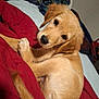 Charli joined the competition — help win amazing prizes! puppy, dog, golden_retriever, pet, indoor, blanket, red_blanket, bed, fur, cute, young, animal, canine, resting, looking_back, cozy, ears, tail, companion, domestic