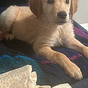 Charli is registered to the contest to win money with this photo: puppy, dog, golden_retriever, lying_down, blanket, fur, pet, animal, indoor, cozy, cute, young_animal, resting, soft_light, domestic, face, ears, paw, snout, bedroom