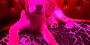 Charli is registered to the contest to win money with this photo: puppy, dog, golden_retriever, couch, patterned_cushion, red_leather, tufted, indoor, pet, animal, lying_down, pink_lighting, close_up, fur, paw, cute, young_dog, relaxed, portrait, vibrant